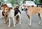 Breaking : आवारा कुत्ते अब शिक्षकों के हवाले, DPI ने जारी किया आदेश, पढ़िए