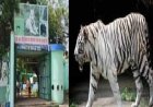 मैत्री बाग में सफेद बाघिन जया की मौत