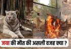 CG – मैत्रीबाग में कम हुआ सफेद बाघों का कुनबा, 10 वर्षीय बाघिन जया की मौत, जानें किस वजह से गई जान..!!