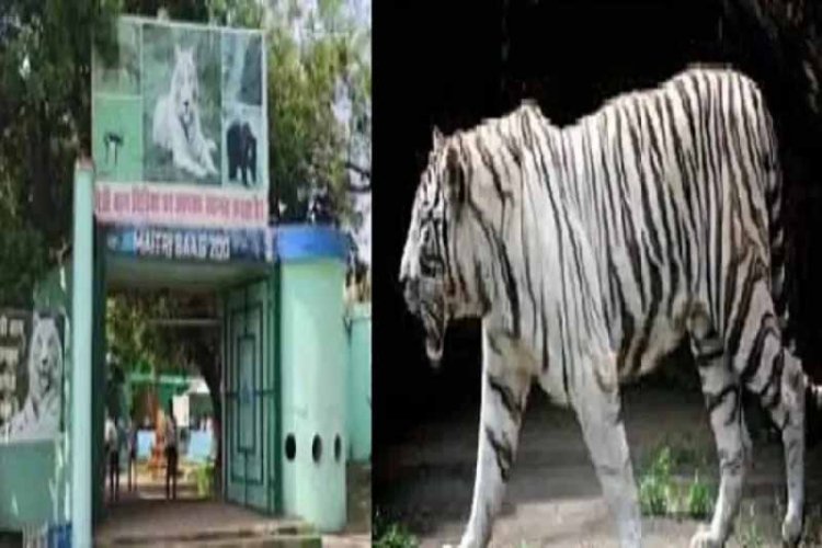 मैत्री बाग में सफेद बाघिन जया की मौत