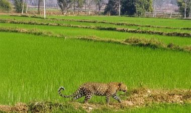 मां से बिछड़कर खेत में पहुंचा चार माह का तेंदुए का शावक, ग्रामीणों के सहयोग से वन विभाग ने किया सुरक्षित रेस्क्यू