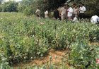 Breaking : छत्तीसगढ़ में दुर्ग, बलरामपुर के बाद अब यहां अफीम की खेती का भंडाफोड़, तरबूज-ककड़ी की आड़ में चल रहा था नशे का खेल