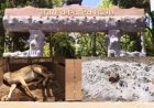 CG : संजय पार्क में कुत्तों का हमला: 15 हिरणों की दर्दनाक मौत, लापरवाही पर उठे सवाल