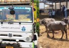 मालवाहक से 19 भैंस बरामद, पशु तस्कर मौके से फरार