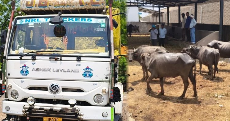 मालवाहक से 19 भैंस बरामद, पशु तस्कर मौके से फरार
