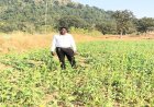 प्रधानमंत्री धन-धान्य कृषि योजना से बदल रही किसानों की तस्वीर, जशपुर के सुधीर बने प्रेरणा स्रोत