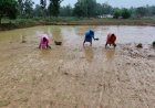 खरीफ 2026: अल्प एवं अनियमित वर्षा से निपटने कृषि विभाग ने जारी की आकस्मिक कार्ययोजना