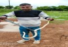 दुर्ग जिले में मिले दुर्लभ श्वेतवर्णी करैत को प्राकृतिक आवास में छोडा़ गया