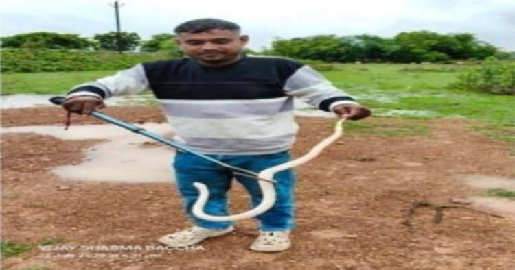 दुर्ग जिले में मिले दुर्लभ श्वेतवर्णी करैत को प्राकृतिक आवास में छोडा़ गया