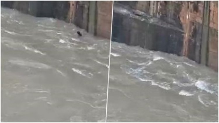 शर्त के चक्कर में डैम में लगाई छलांग, 48 घंटे बाद भी युवक का पता नहीं; NDRF जुटी तलाश में