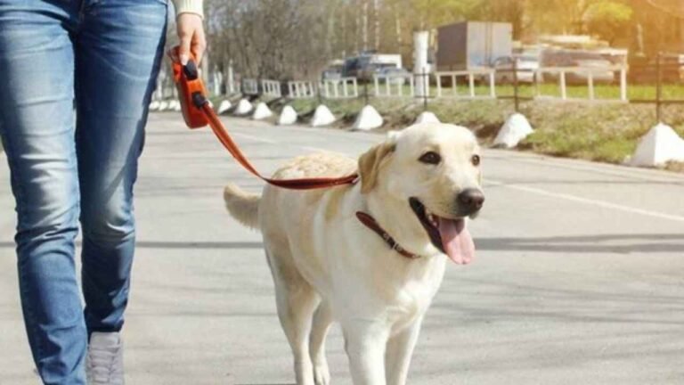 नियम तोड़े तो ढीली होगी जेब! बिना पट्टा पहनाए कुत्ते को घुमाने से लेकर सड़क पर थूकने तक…अब इतने हजार का लगेगा जुर्माना