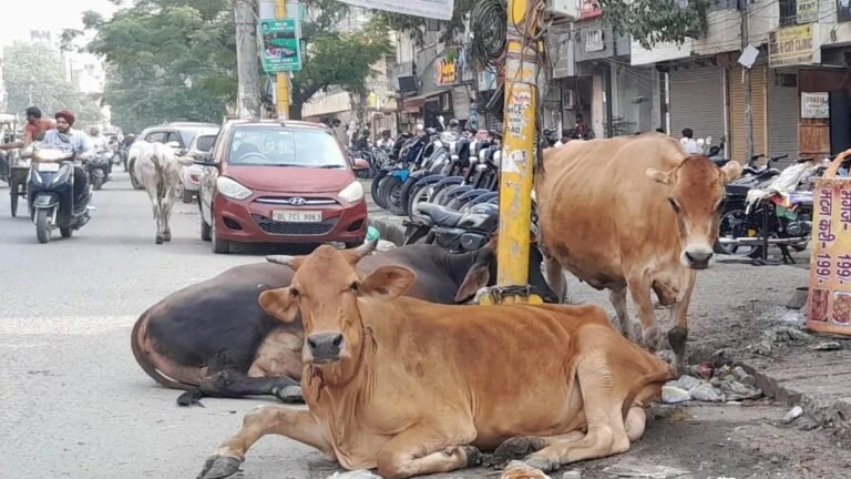 आवारा पशुओं पर अब सख्त कार्रवाई – नगर निगम