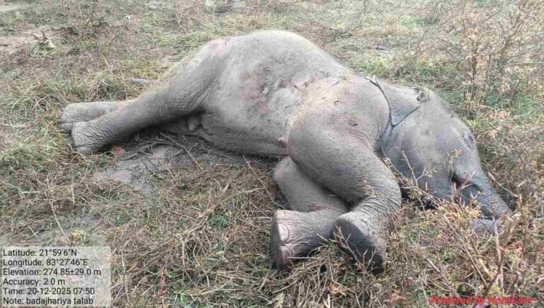तालाब के दलदल में फंसने से हाथी शावक की मौत