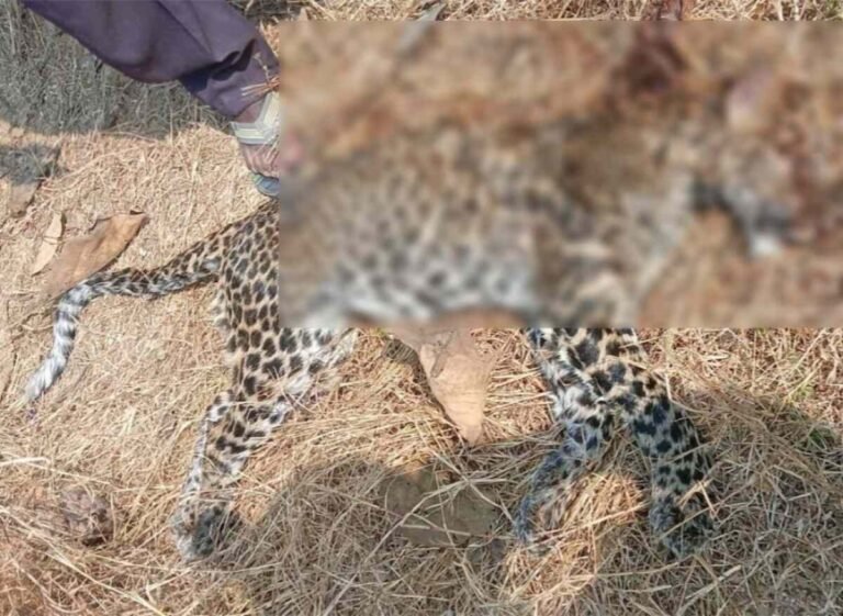 कुएं में गिरने से तेंदुए की मौत, वन विभाग की टीम