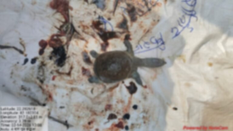 पवित्र कुंड में 4 कछुओं की मौत से उठे गंभीर सवाल