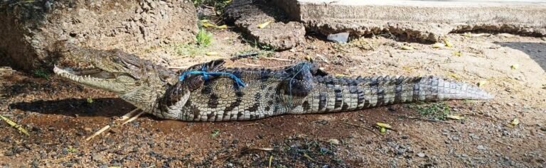 तालाब में मछली पकड़ने के दौरान जाल में