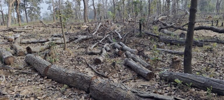 बड़ेडोंगर वन परिक्षेत्र में साल सहित बहुमूल्य