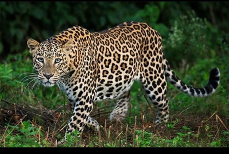 जंगल से गांव तक दहशत… गरियाबंद और पाण्डुका में