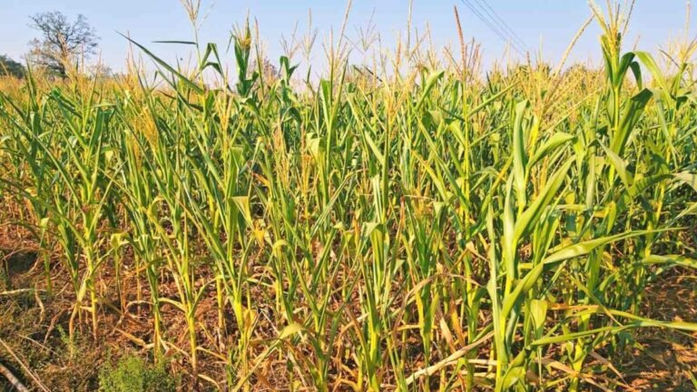 अघोषित बिजली कटौती से किसान बेहाल