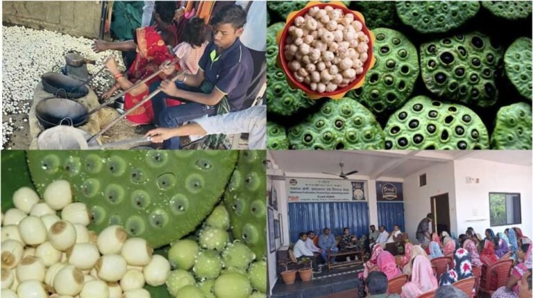 धमतरी में मखाना खेती से बदलेगी ग्रामीण