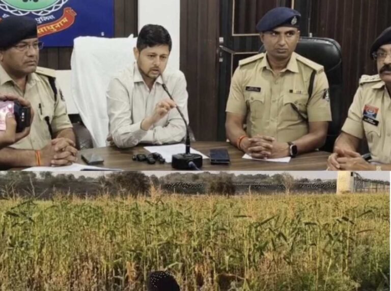 गेहूं और मक्का की फसल के बीच अफीम की