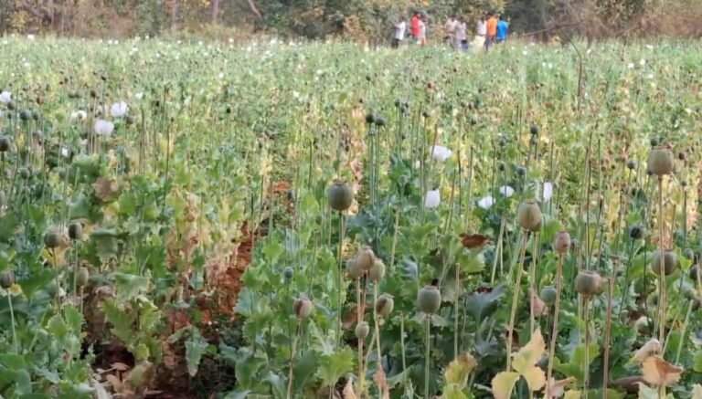 छत्तीसगढ़ में फिर मिली अफीम की खेती,