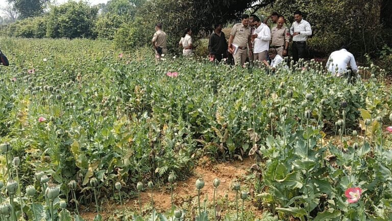 छत्तीसगढ़ में अब यहां अफीम की खेती का भंडाफोड़
